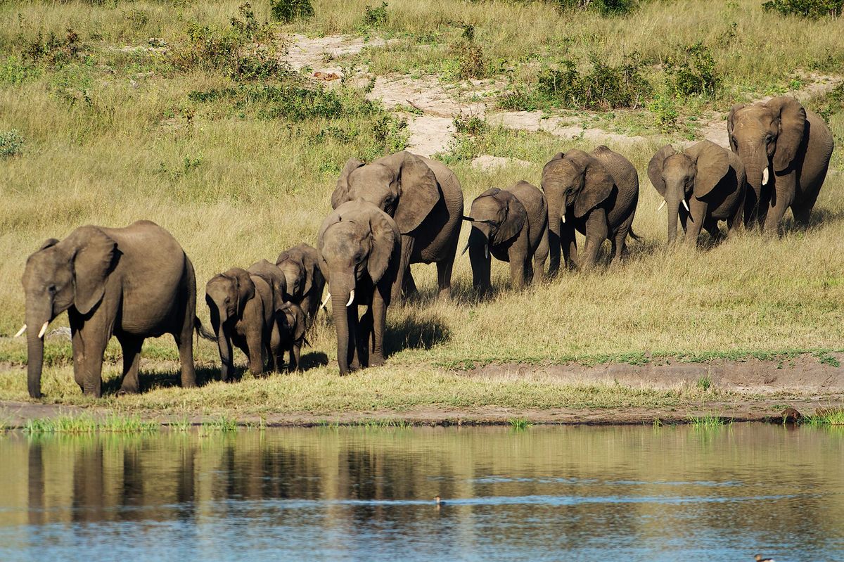 Op deze foto komt een kudde olifanten aan bij een drinkplaats in Zimbabwe Afgelopen week was een kudde olifanten bij Hwange National Park in Zimbabwe betrokken bij een dodelijk incident met jagers