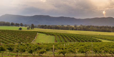 Bimbadgen Estate - Hunter Valley, Australia wine region