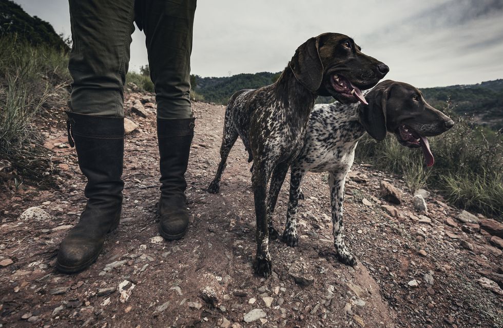 cazador con dos perros de caza