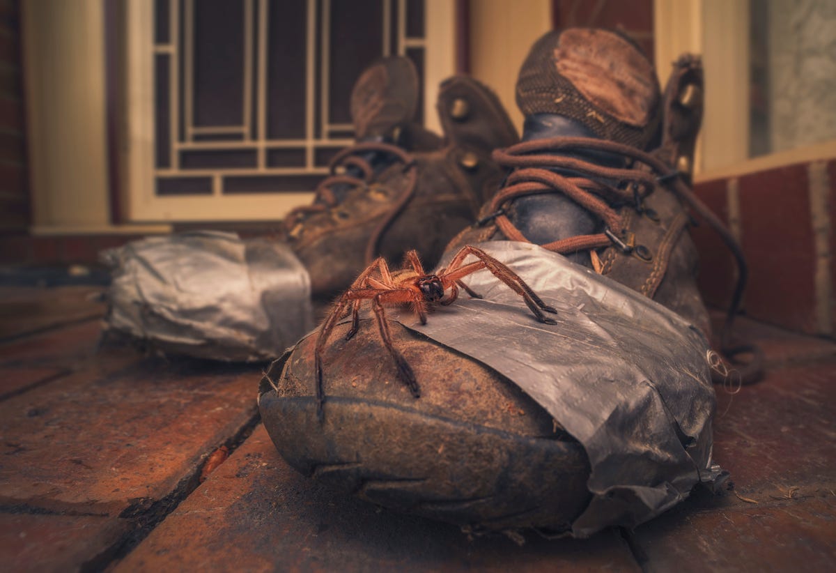 Why are Huntsman spiders so popular in Australia?