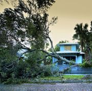 hurricane winds knock down an oak tree