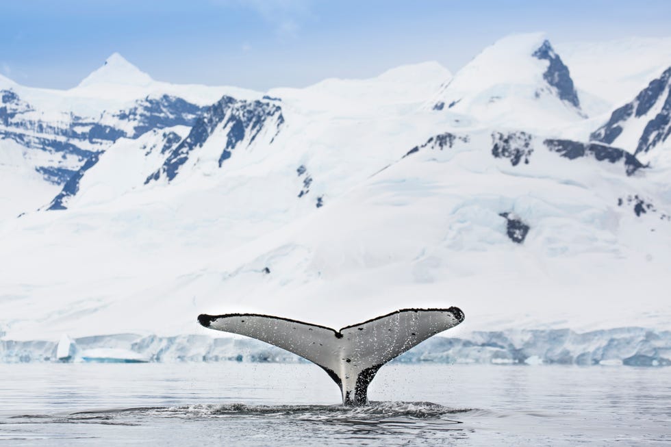 a humpback whale sinks into deep waters