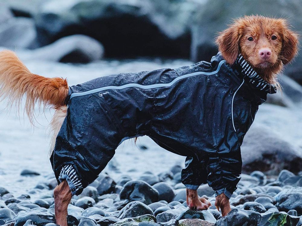 Best rain clearance jacket for dogs