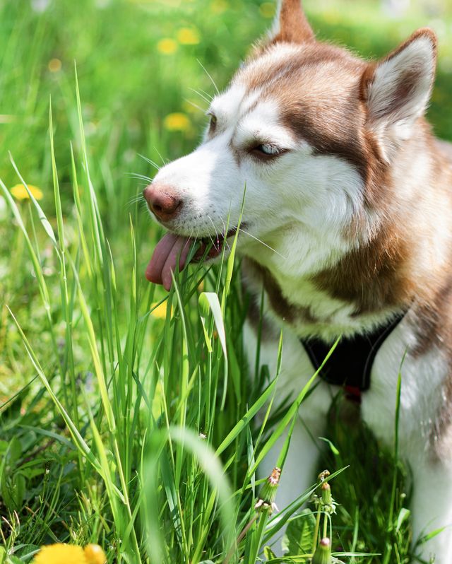 brown siberian husky dog with multi colored eyes on meadow eating grass