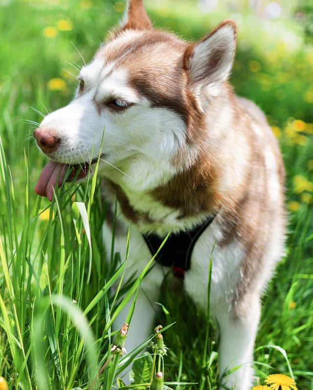 brown siberian husky dog with multi colored eyes on meadow eating grass