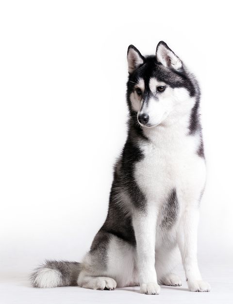 black and white husky sitting, looking down and to the side against a white background