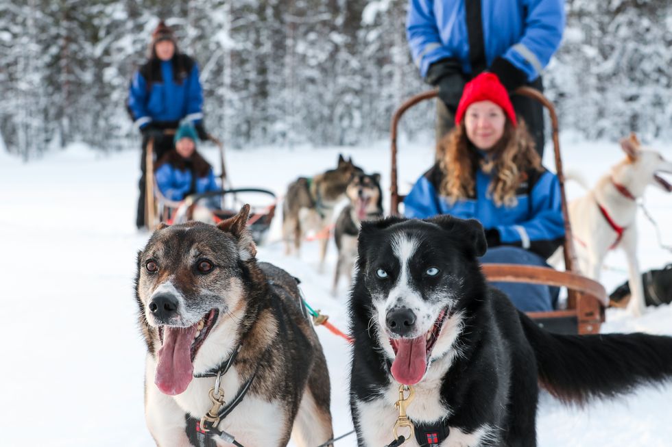 Een belevenis op een hondenslee door de natuur in Fins Lapland