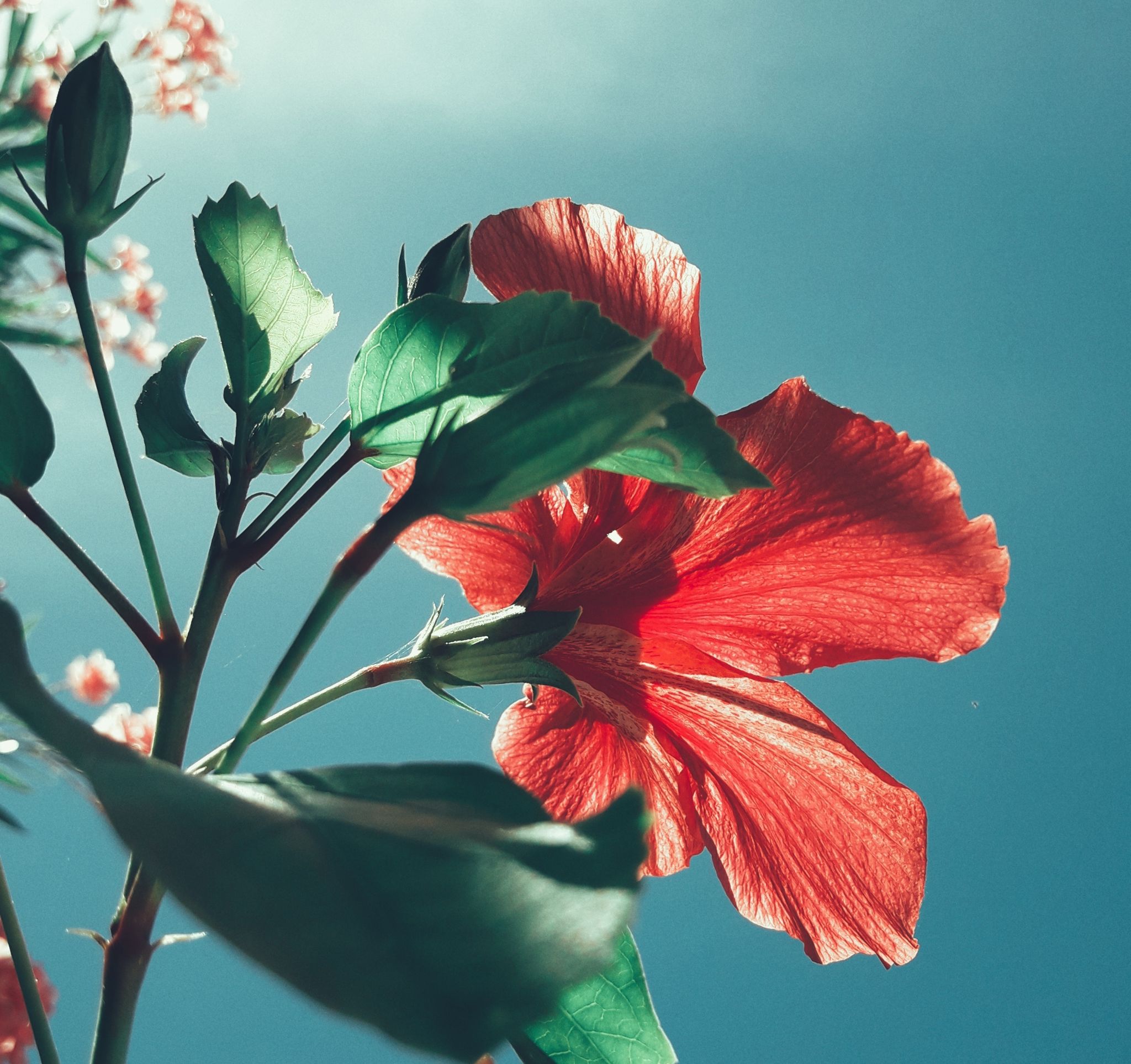 Flower, Flowering plant, Plant, Petal, Hawaiian hibiscus, Hibiscus, Chinese hibiscus, Botany, Malvales, Mallow family, 