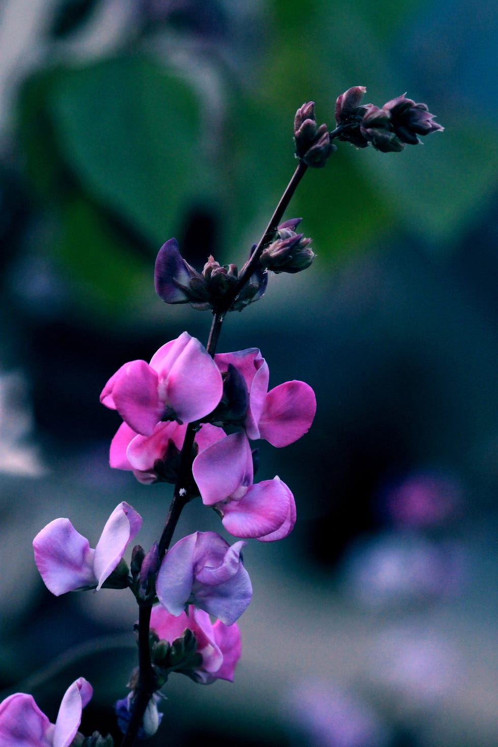 fast flowering vines Macro of the Hyacinth Bean Lablab plant fast flowering vines macro of the hyacinth bean lablab plant