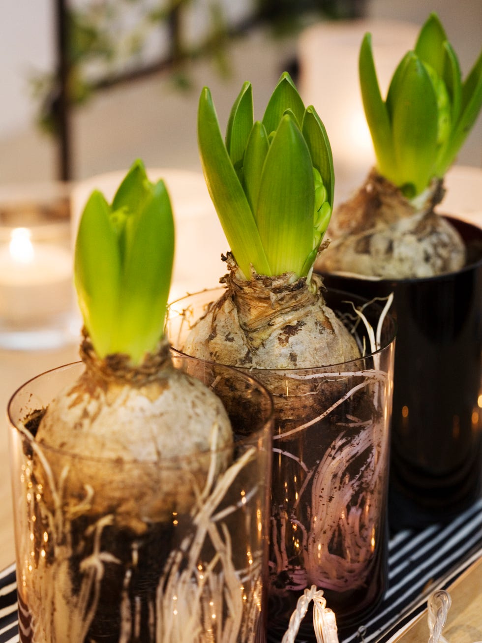 hyacinth bulb in glasses, close up