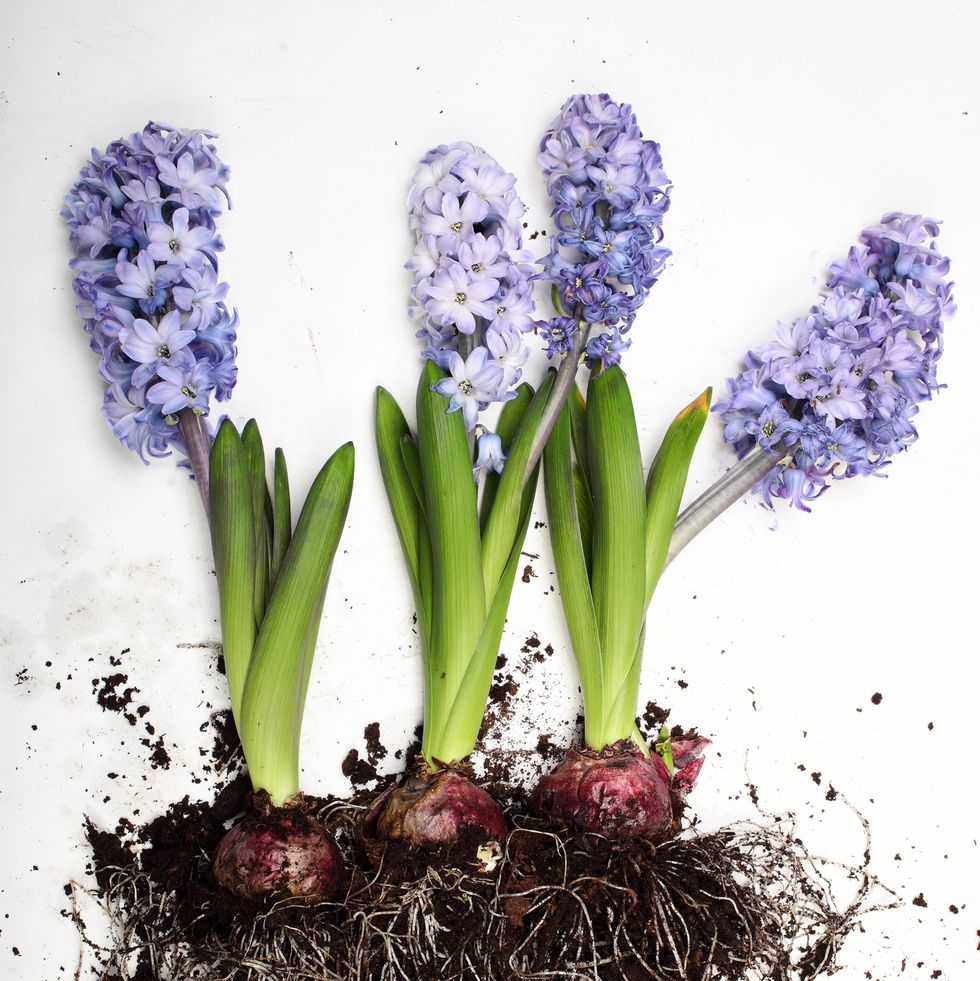 hyacinth bulbs in bloom