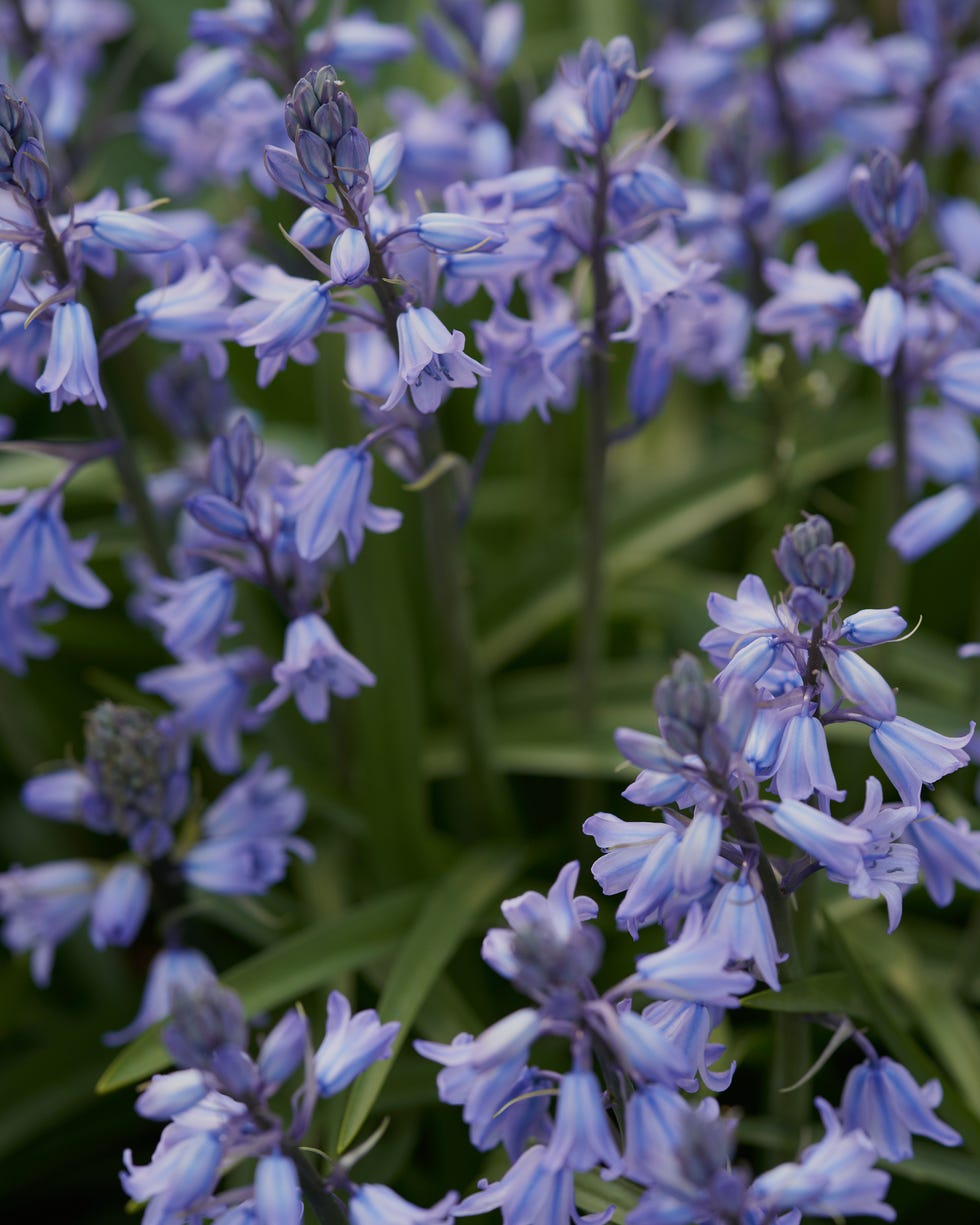bulbs to plant in fall bluebells bulbs to plant in fall bluebells