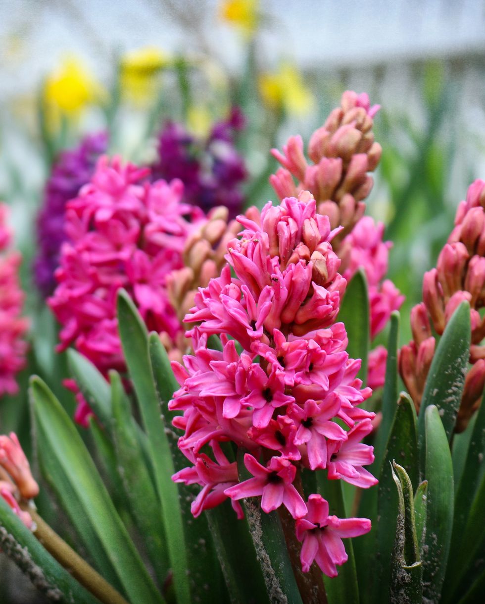 bulbs to plant in fall hyacinth
