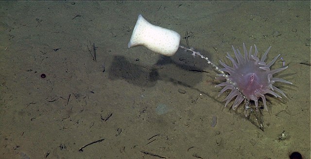 Behold The Super Long Sneeze Of A Deep Sea Sponge