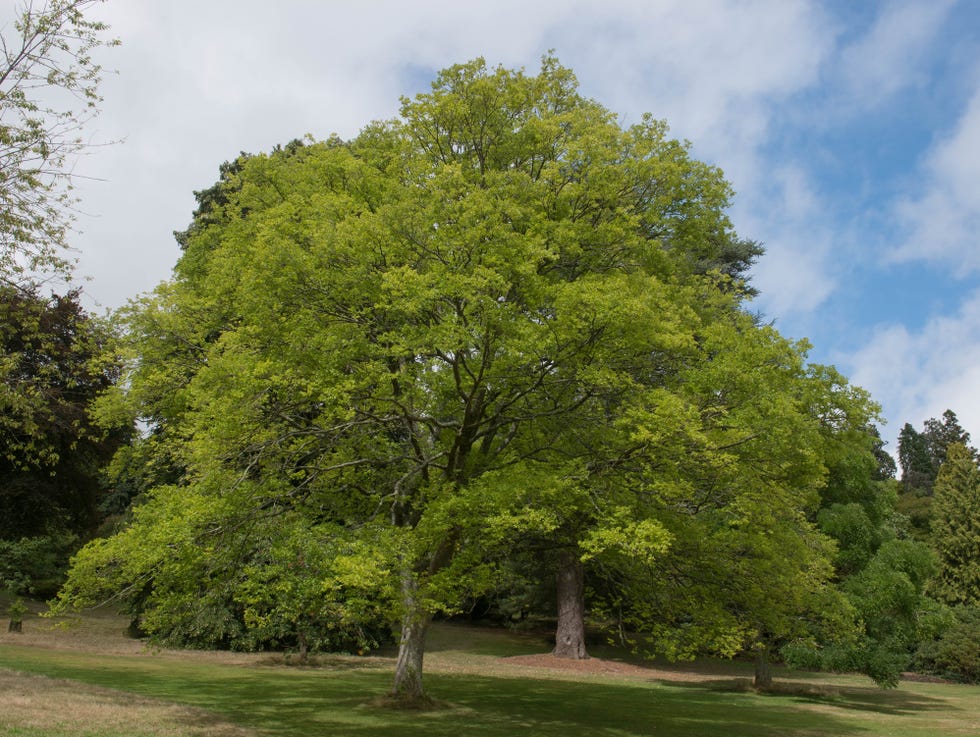 Hybrid Cut Leaf Zelkova Tree (Zelkova x verschaffeltii) in a Park with a Cloudy Blue Sky Background