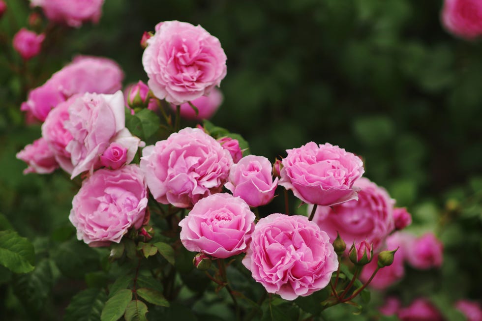 hybrid tea, shrub rose princess claire of belgium visbonpa