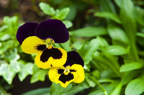Hybrid Violet (Viola Wittrockiana).