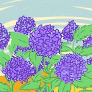Flower, Hydrangeaceae, Purple, Lilac, Hydrangea, Plant, Flowering plant, Violet, Botany, lilac, 