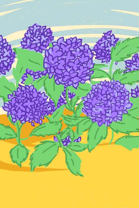 Flower, Hydrangeaceae, Purple, Lilac, Hydrangea, Plant, Flowering plant, Violet, Botany, lilac, 