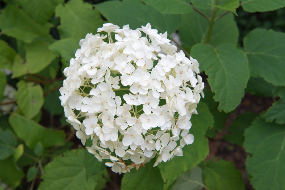 hydrangea annabelle hortensia con flores blancas
