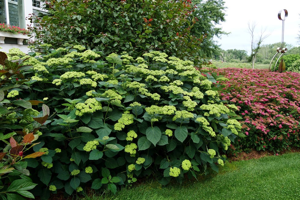 hydrangea aborescens 'sublime'