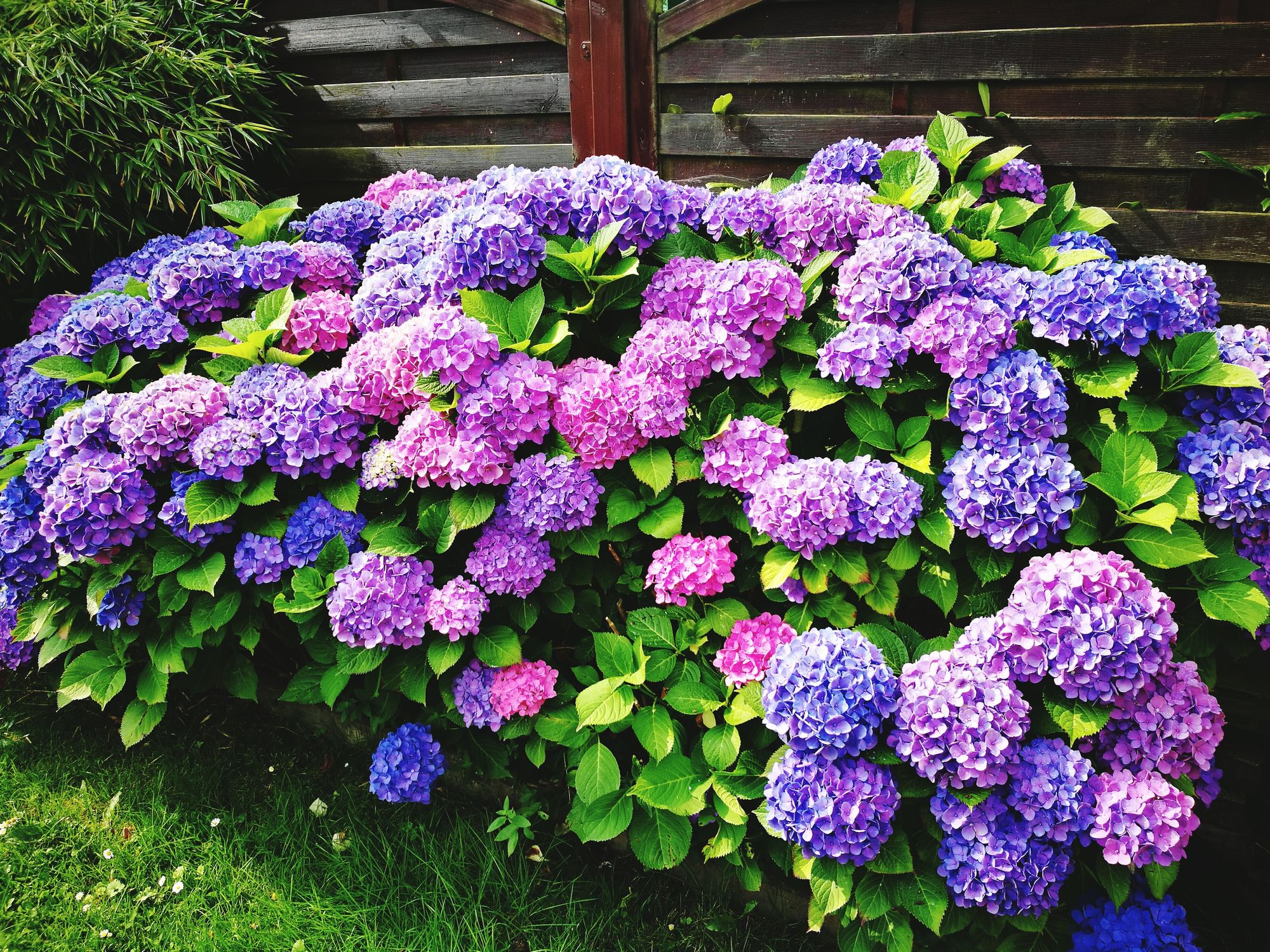 Image of Hydrangea purple flower bush
