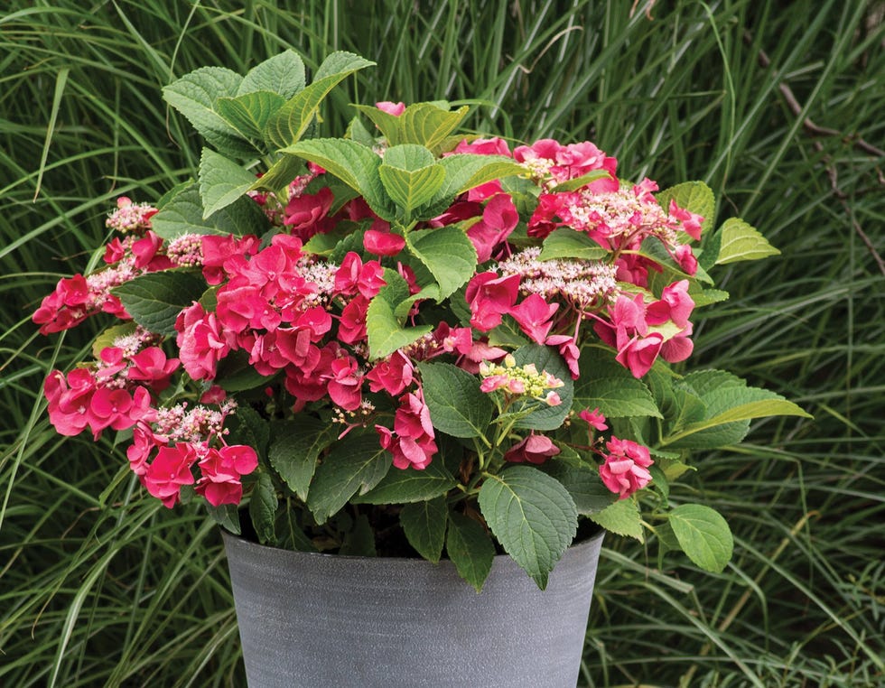 hydrangea macrophylla 'cherry explosion'