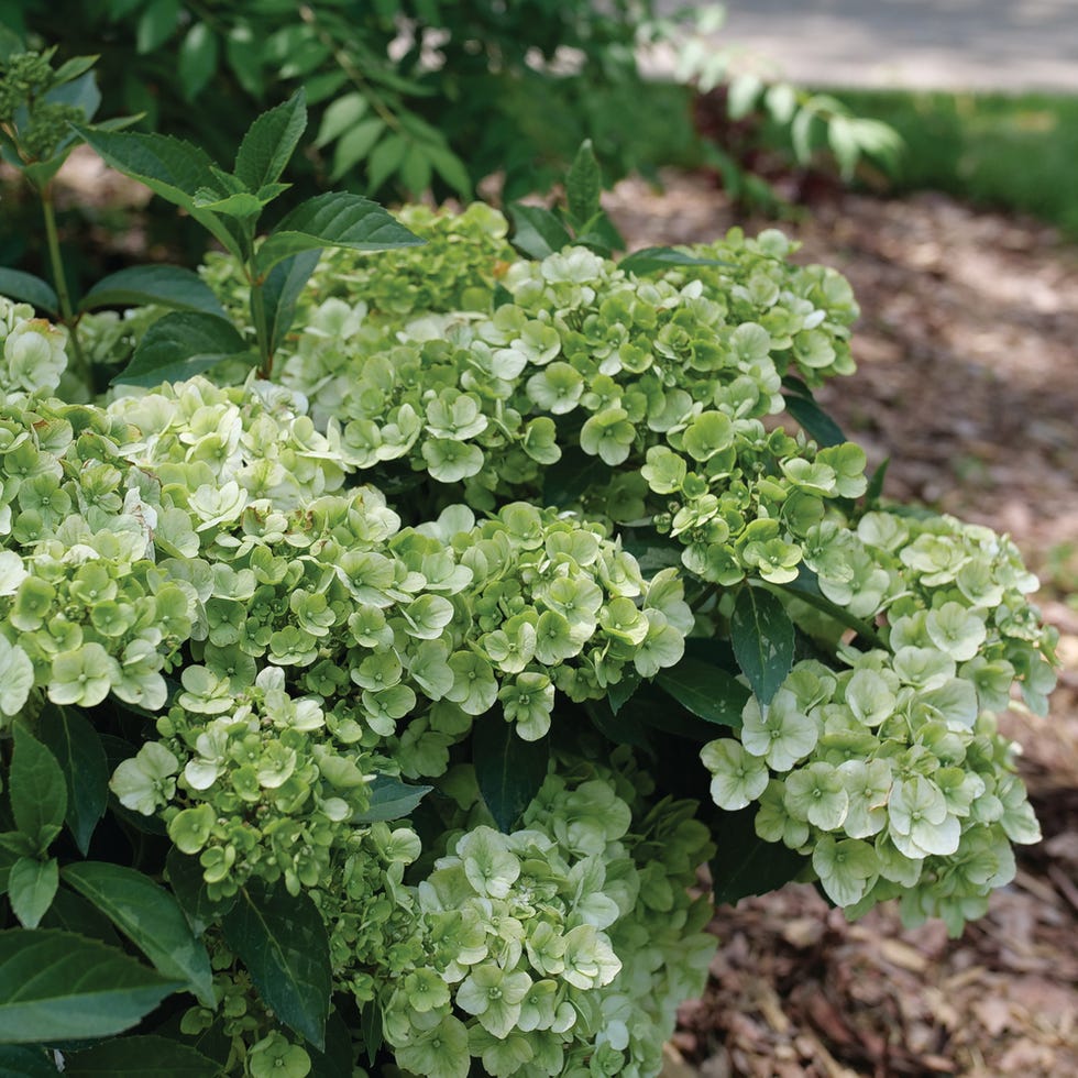 hydrangea fairytrail green