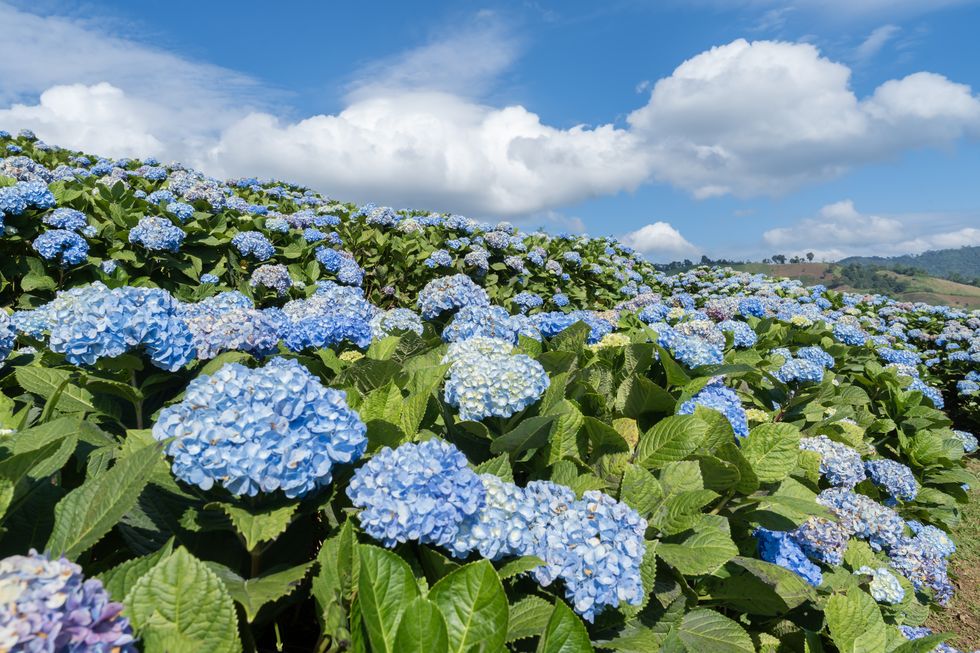hydrangea field on blue sky at high mountain chiangmai thailand.