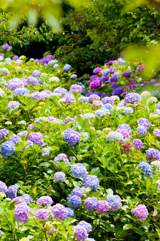 Heatwave Causes Desert Plants To Bloom At RHS Gardens