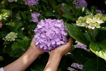 a pair of hands holding purple hydrangeas