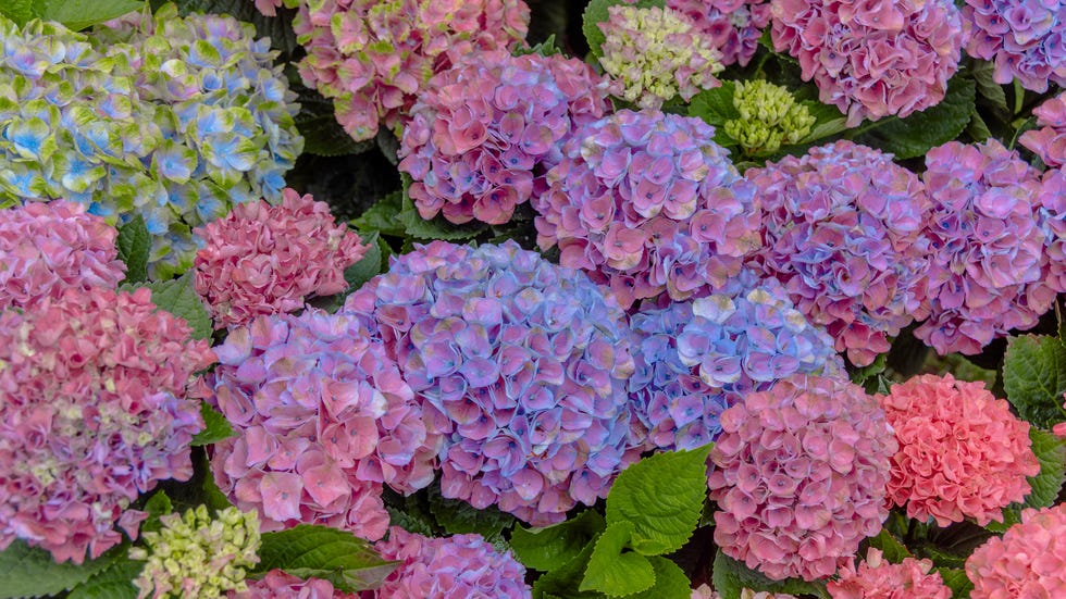 Las 40 flores más bonitas del mundo que puedes tener en casa