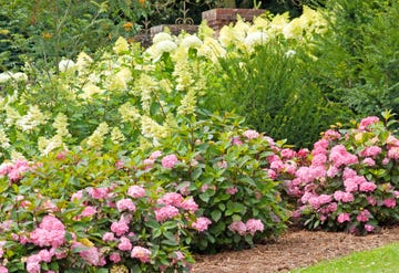 hydrangea herbaceous border