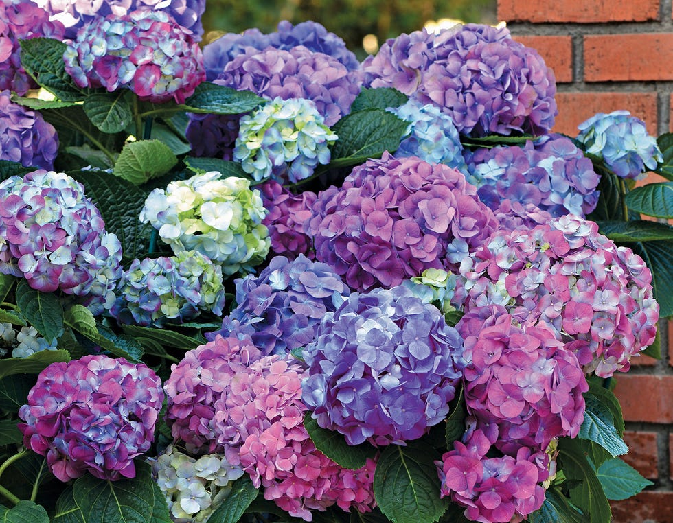 hydrangea macrophylla 'la dreamin''﻿