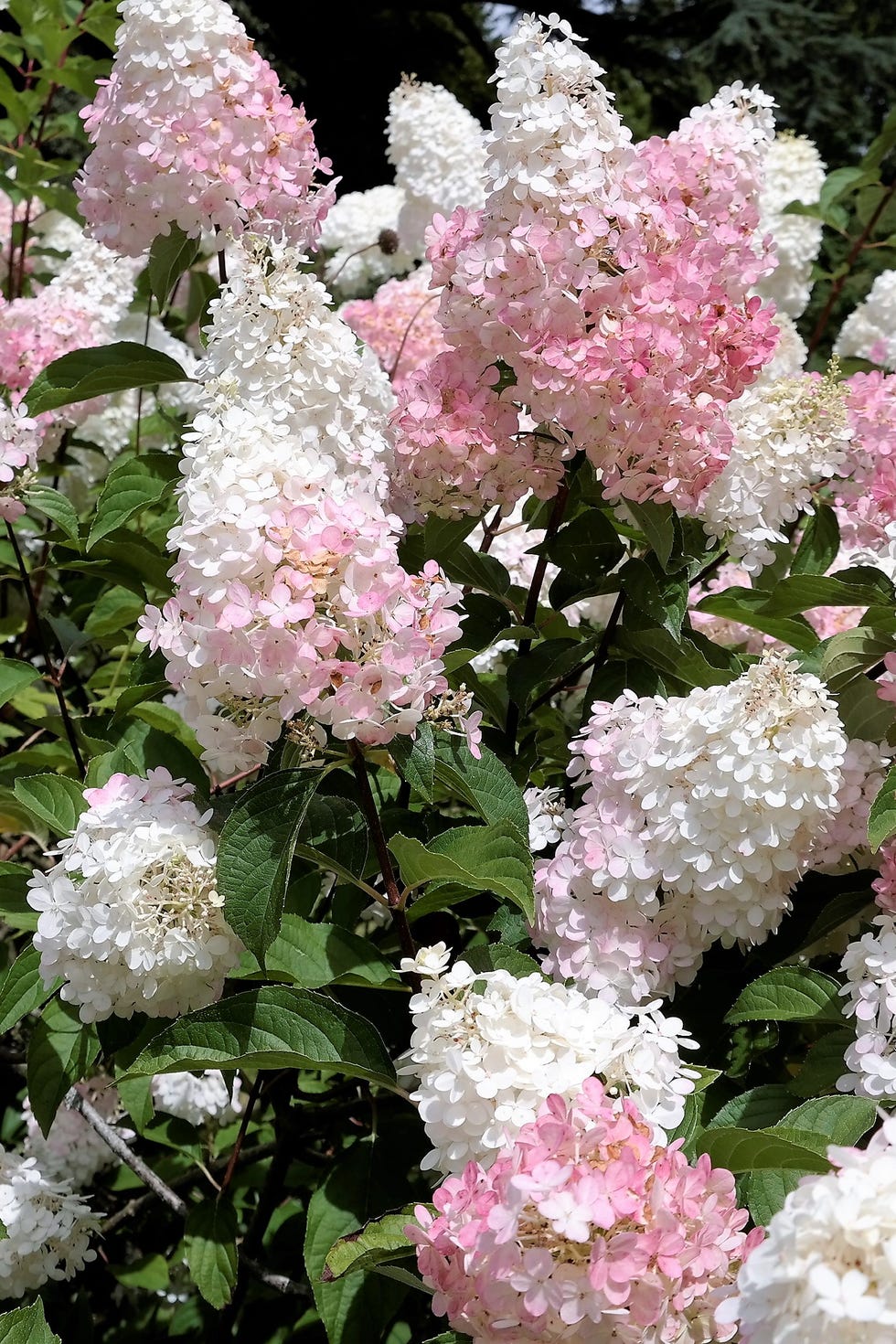 Arbusto Hydrangea Limelight Paniculata no jardim de verão arbusto paniculata de hortênsia em destaque no jardim de verão