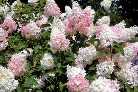 hydrangea limelight paniculata bush in summer garden