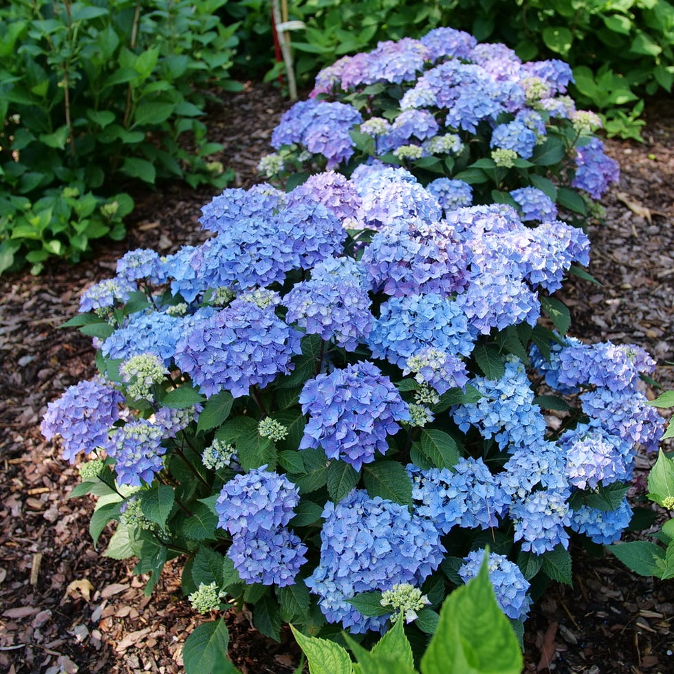 hydrangea macrophylla 'let's dance lovable'