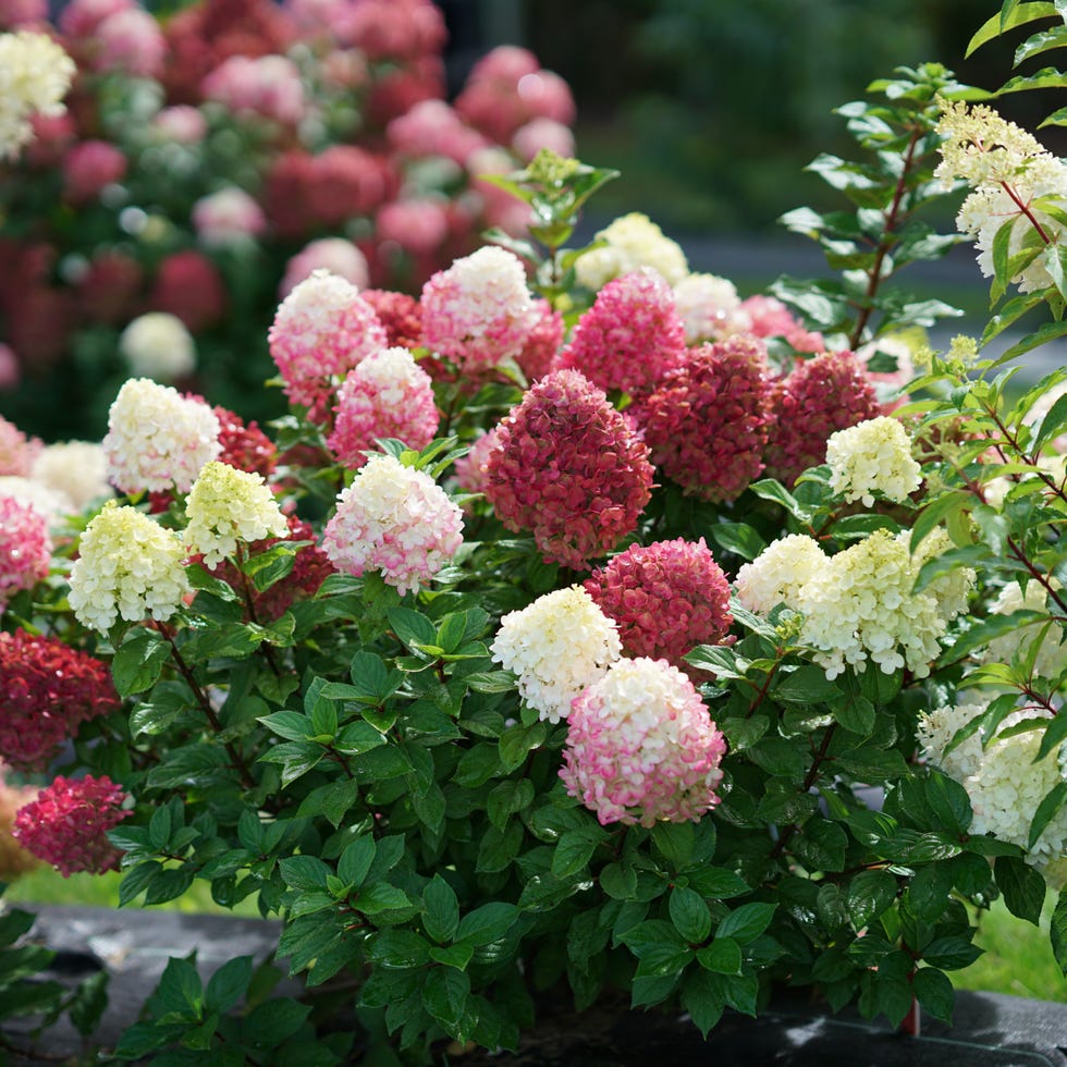 hydrangea paniculata 'little lime punch'﻿