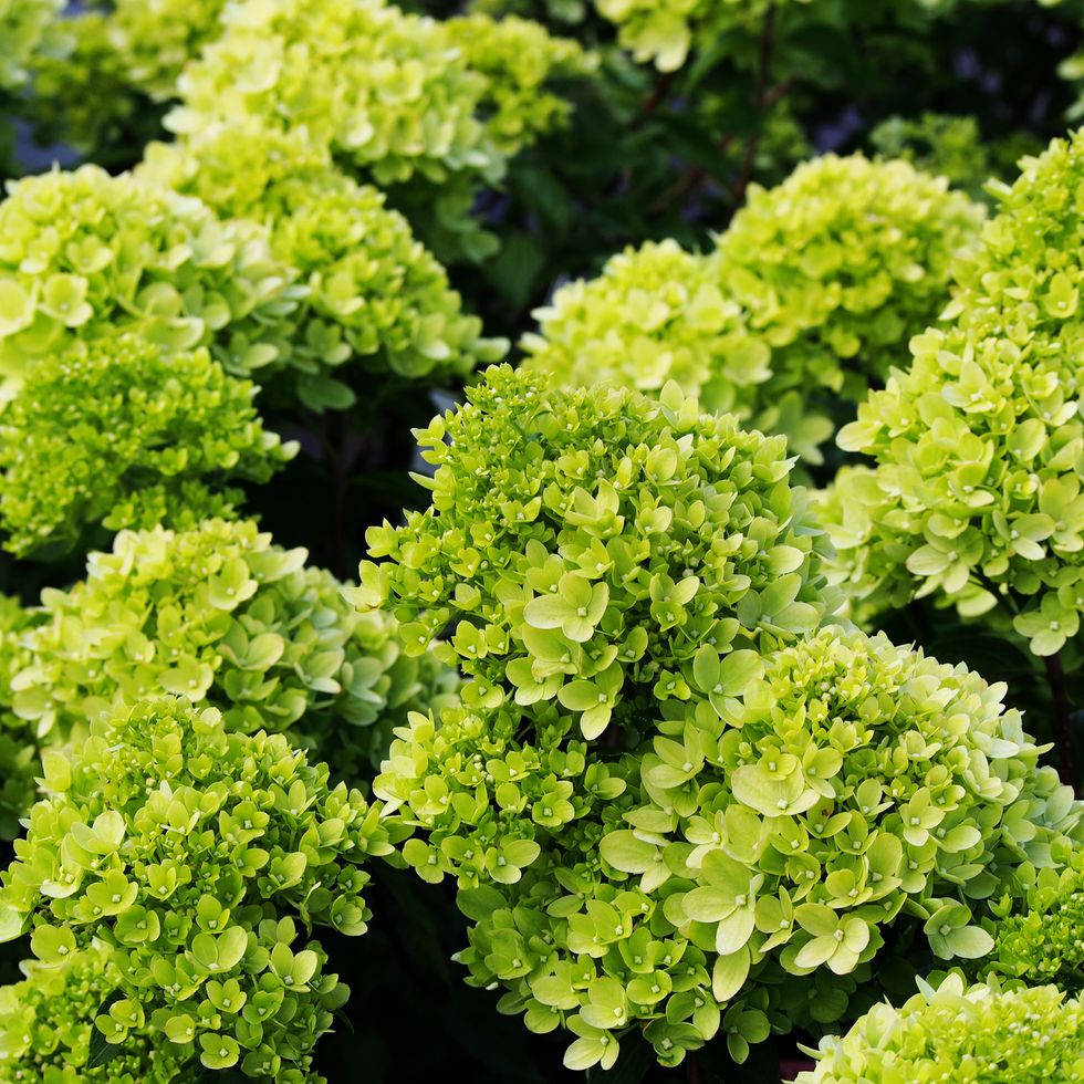 best flowering shrubs hydrangea