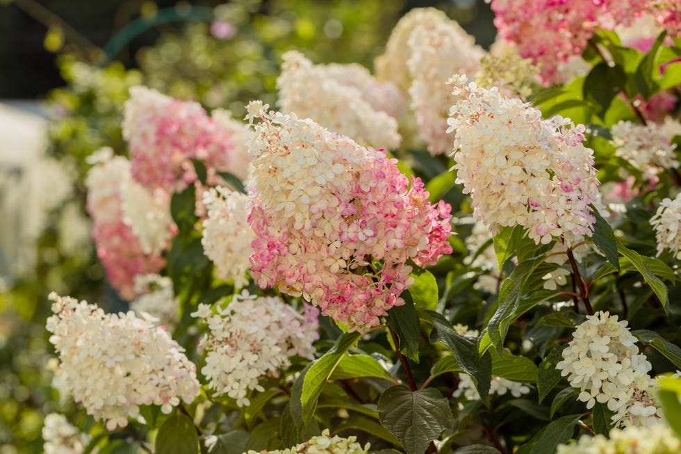 Drought-tolerant shrub, spiked hydrangea