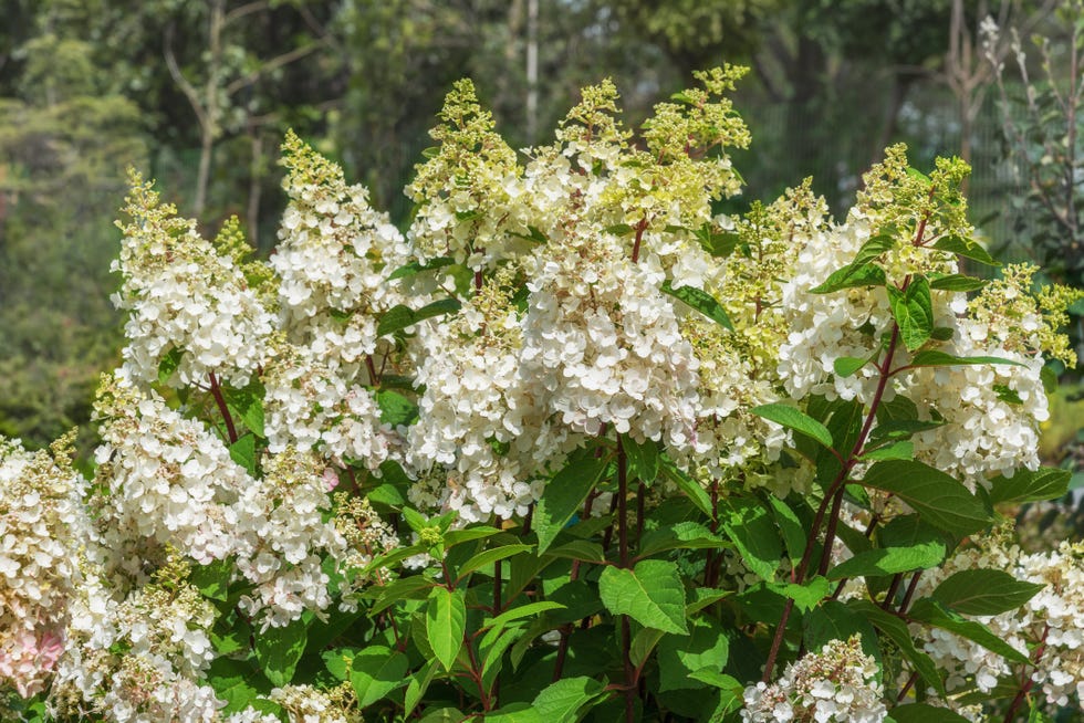 hydrangea pinky winky flowers with large, cone shaped, white flowers