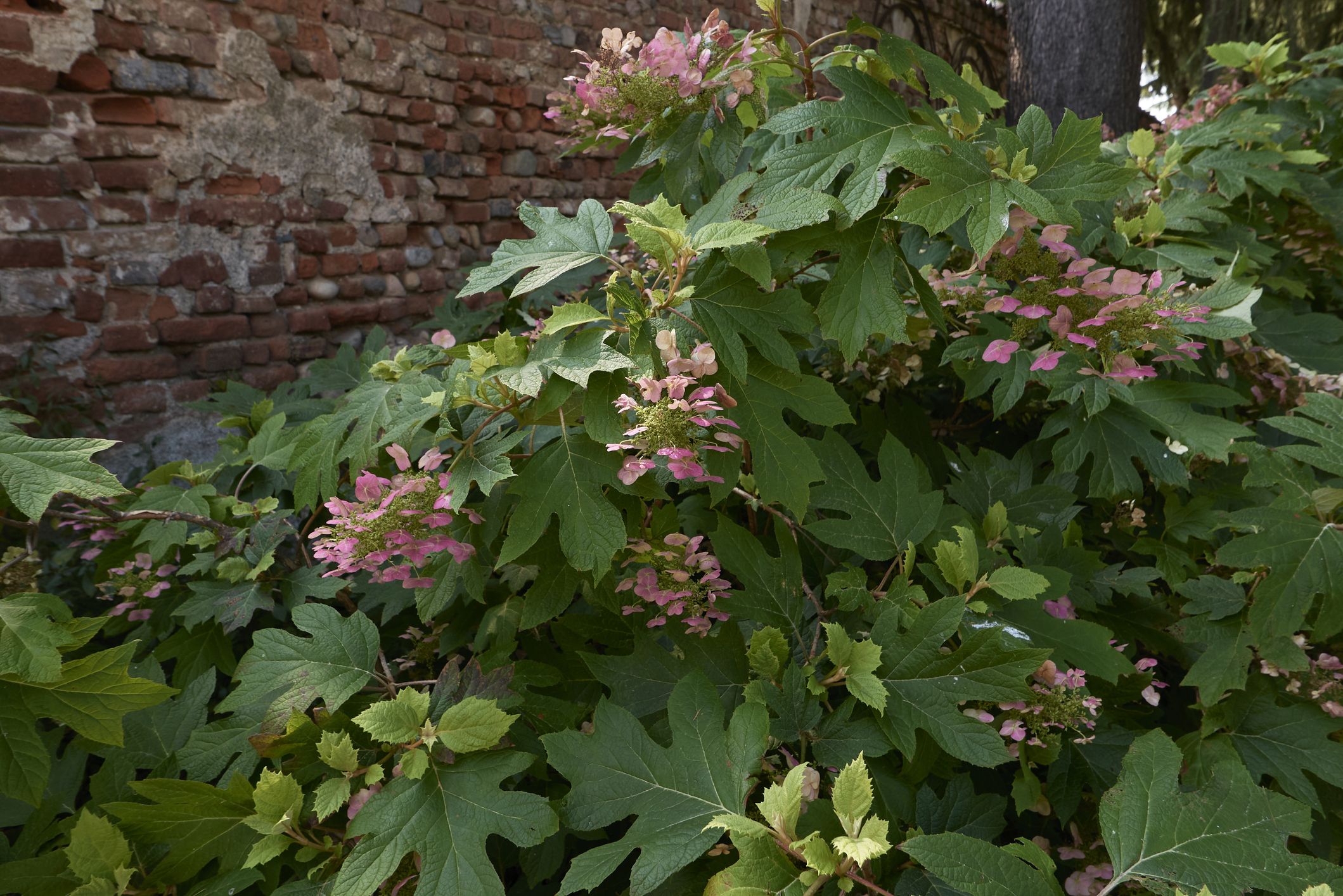 庭に植えたいピンクの花が咲くおすすめの樹種11選