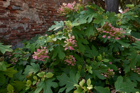 11 Best Pink Flowering Trees for Your Yard