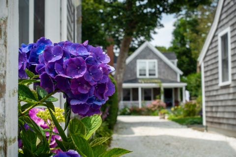 hydrangea