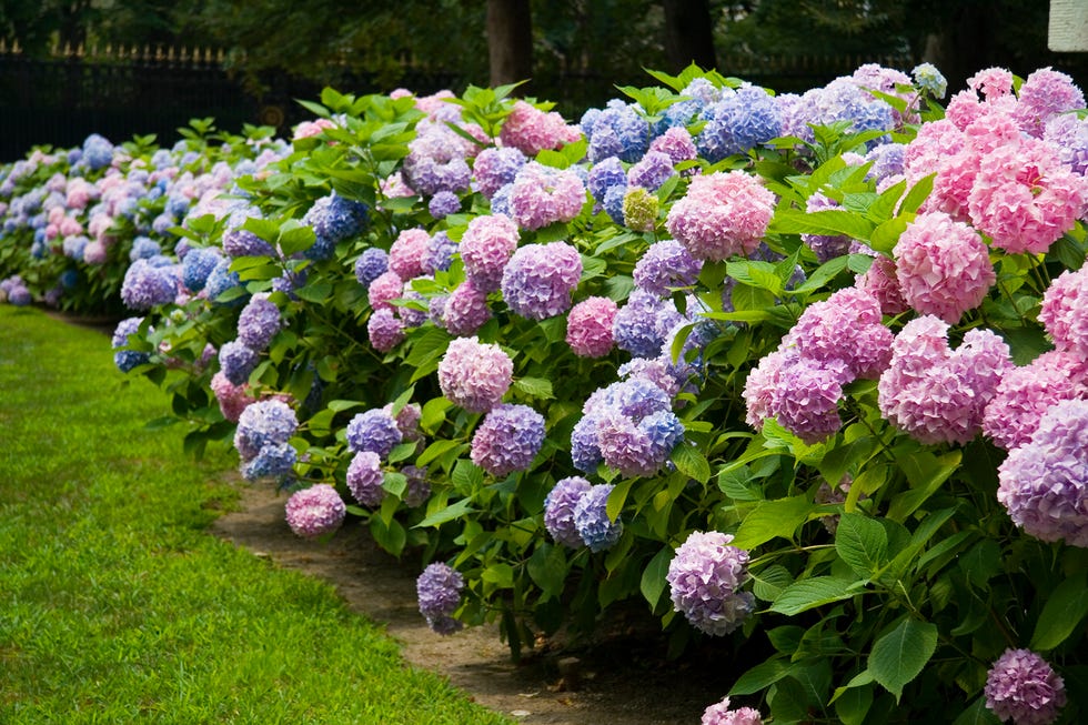 30 Facts You Need to Know If You Love Hydrangeas