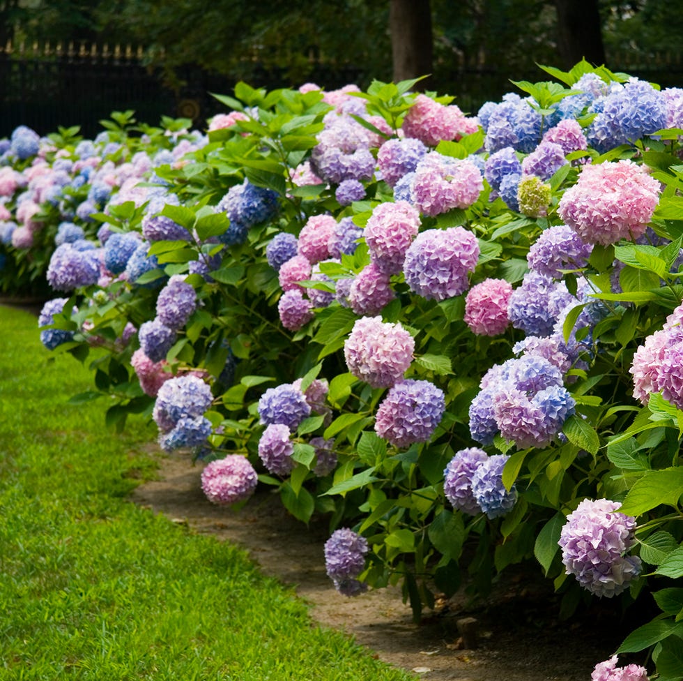 hydrangea