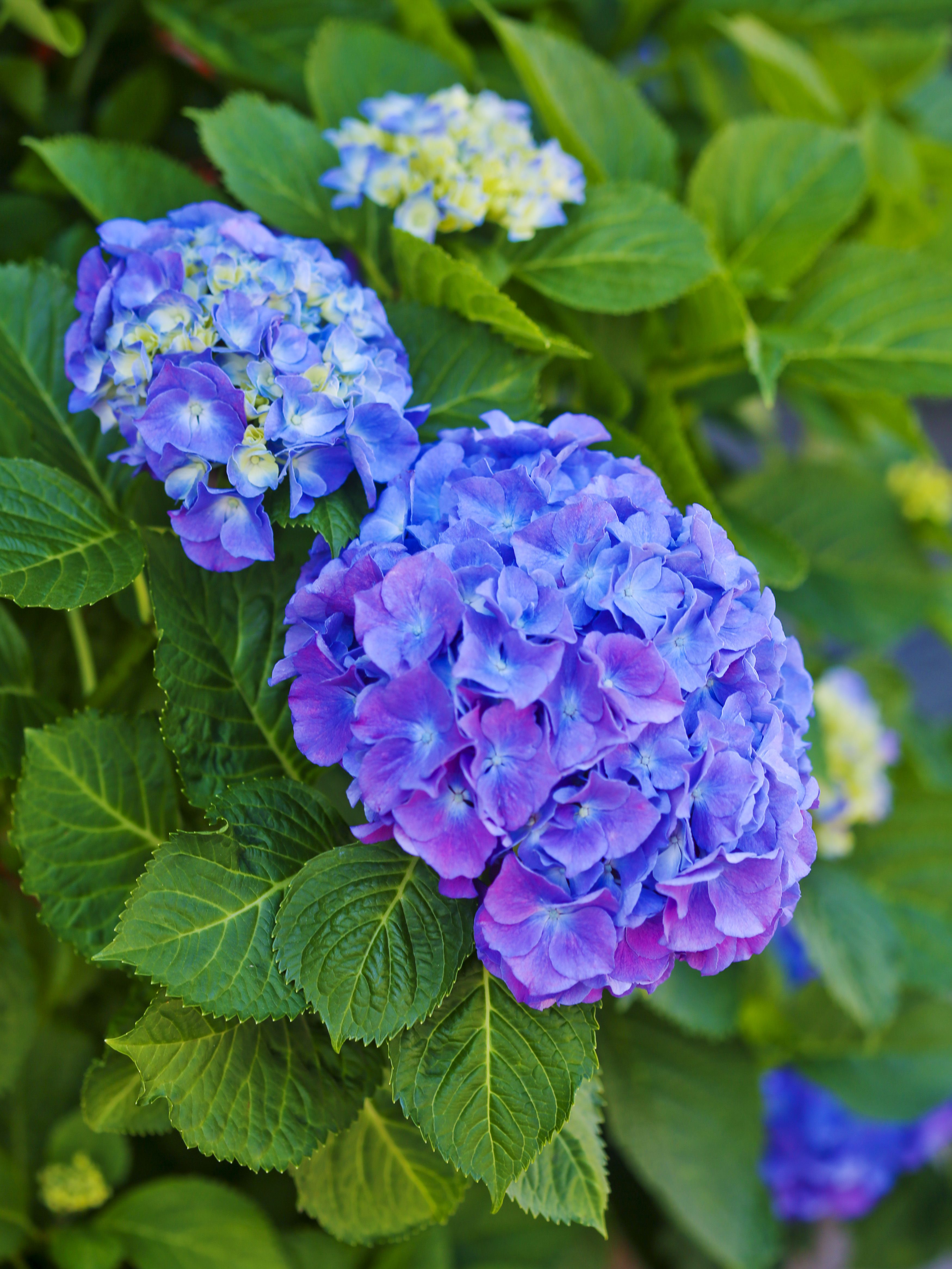 Shade flowers deals for pots