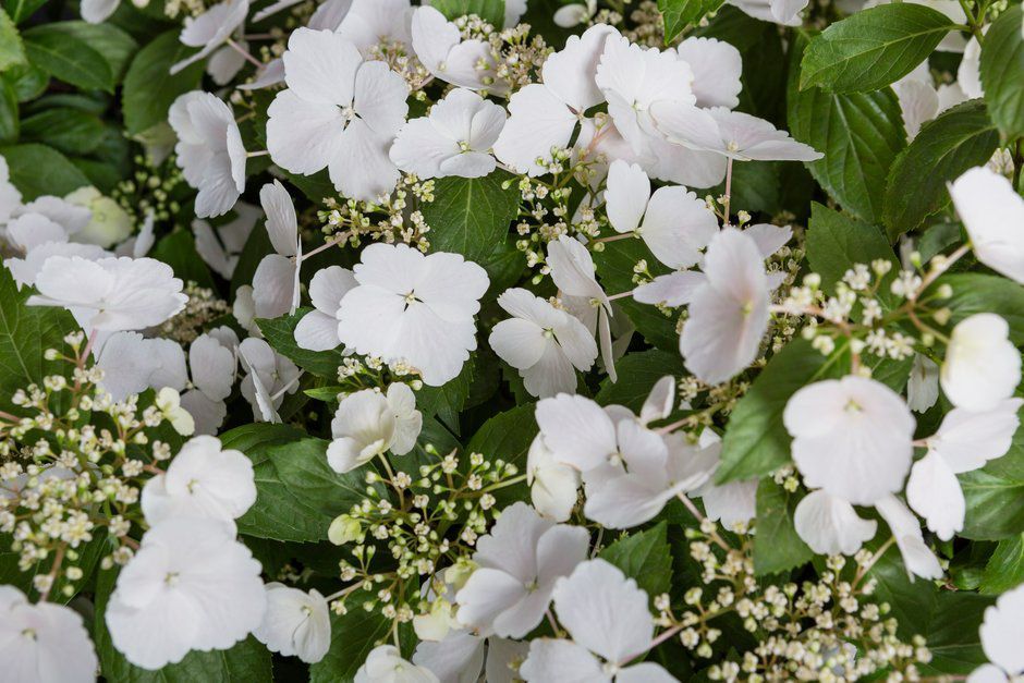 Hydrangea Runaway Bride Snow White has been crowned the Chelsea Flower Show’s Plant of the Year for 2018