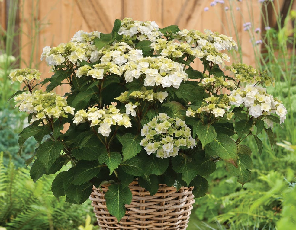 hydrangeas and white picket fence