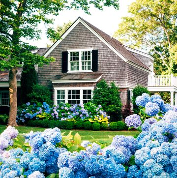 a house with a large collection of hydrangeas in front
